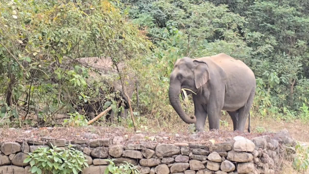 आफ़त: हल्दूखाता मल्ला में घुस आए दो जंगली हाथी, रौंद डाली चार बीघा धान की फसल
