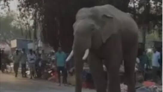 दहशत: ग्रास्टनगंज में रातभर घूमता रहा हाथियों का झुंड, सोलर लाइट का पोल तोड़ा