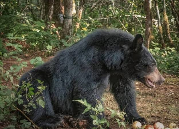 आफ़त: सिलगांव में भालू के उत्पात से ग्रामीण परेशान, नकदी फसलों को पहुंचा रहा नुकसान