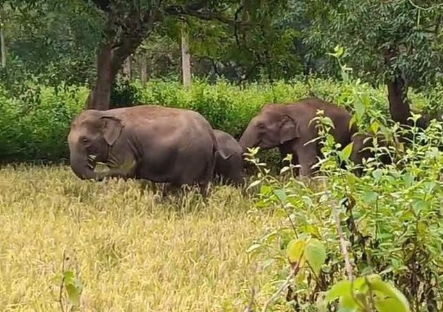 आवाज़: वन्य प्राणी सुरक्षा सप्ताह पर आयोजित कार्यक्रम में जंगली हाथियों के आतंक से निजात की गुहार