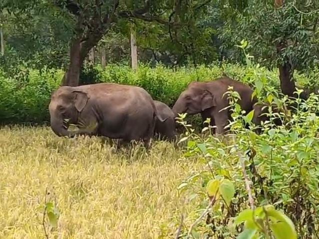 आवाज़: वन्य प्राणी सुरक्षा सप्ताह पर आयोजित कार्यक्रम में जंगली हाथियों के आतंक से निजात की गुहार