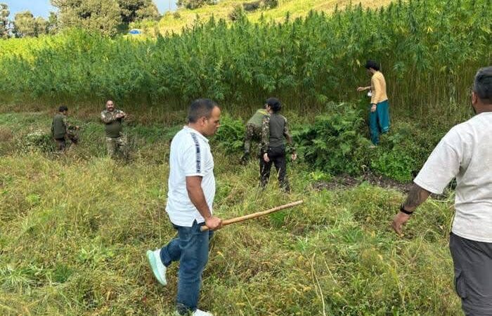 छापा: 70 नाली में अवैध भांग की खेती पकड़ी, पुलिस ने किया नष्ट,पुलिस व विभागीय टीम की संयुक्त कार्रवाई
